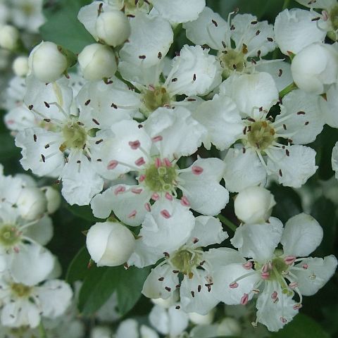 Weißdorn - Crataegus monogyna (eingrifflig) – C. laevigata